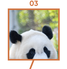 楓浜 アドベンチャーワールド 誕生記念ポスター72×51cm 白浜市配布