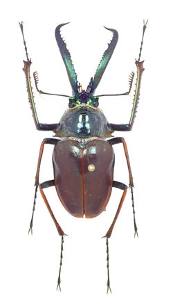 コガシラクワガタ（チリクワガタ） 大型 標本