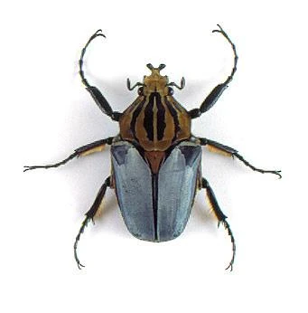 Goliathus cacicus | Insect Wiki | Fandom