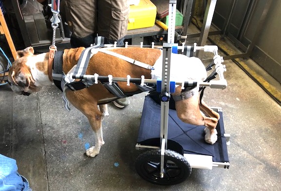 ミックス犬4輪リハビリ食事補助犬用車椅子介護用犬の歩行器