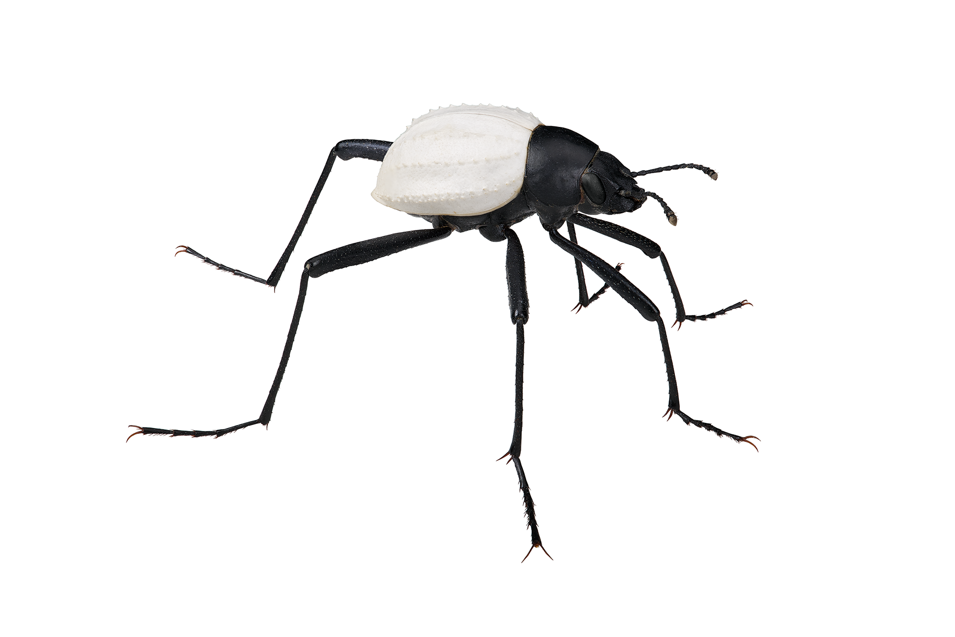 ヒメキリアツメゴミムシダマシ – Kenji Kohiyama