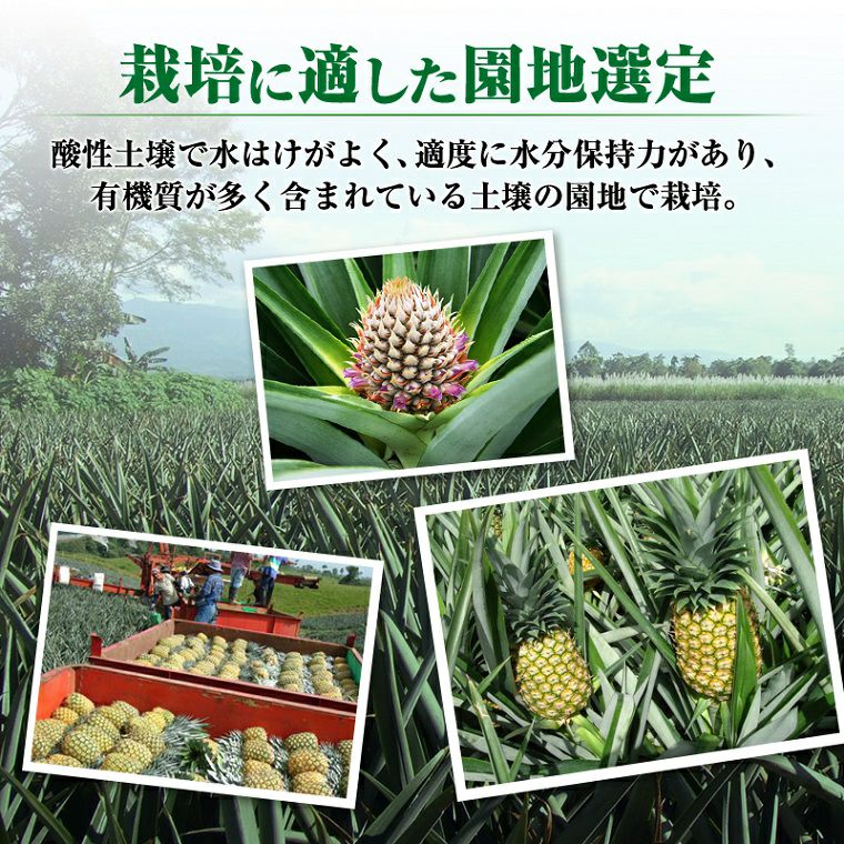 葉無し小玉 甘熟王パイン 7玉 | スミフルの美味しいマルシェ