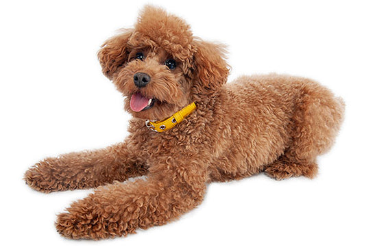 犬用 低分子プロテイン 小型犬用 3㎏