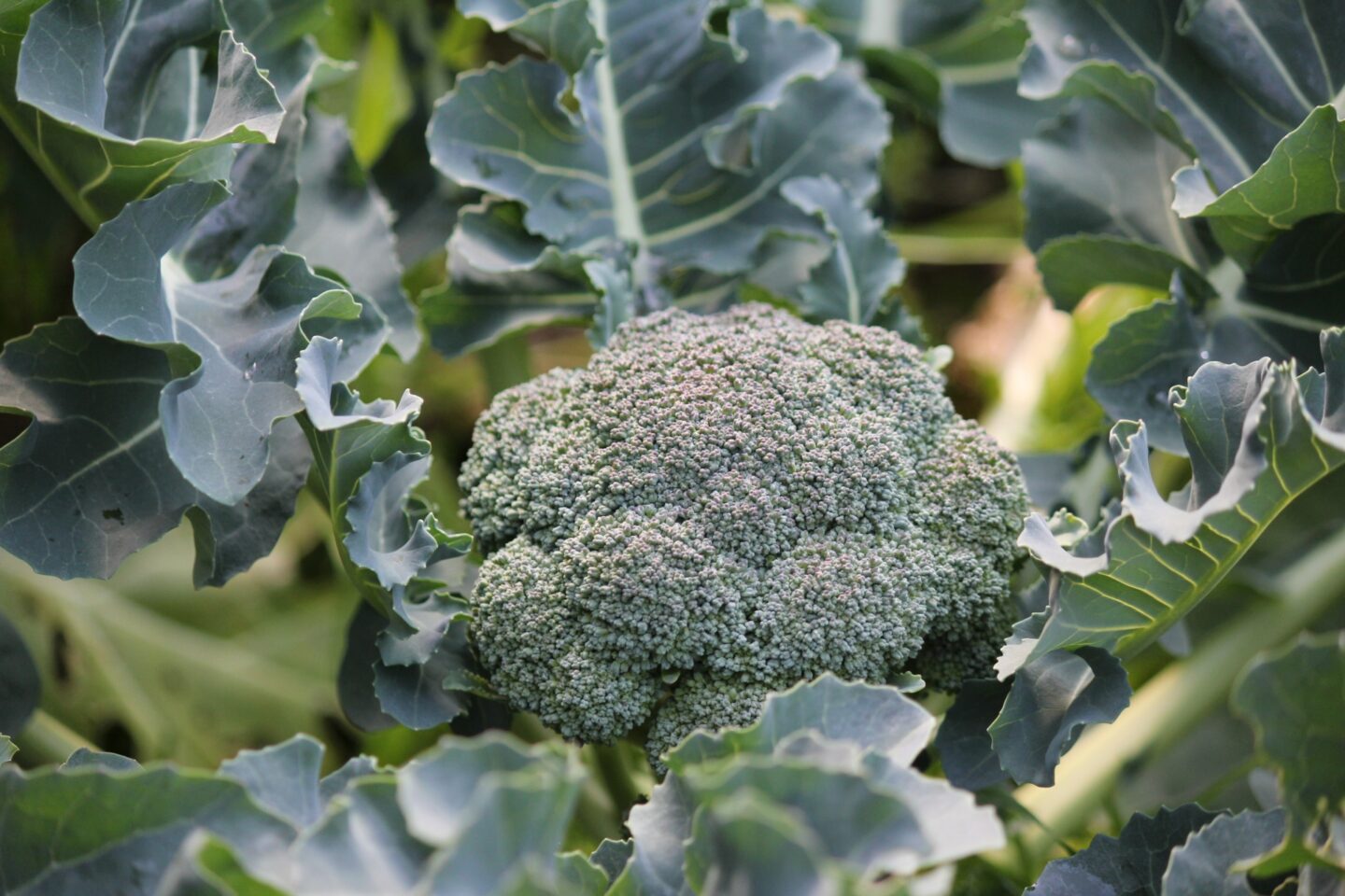 ブロッコリー - サン・フレッシュ グループ Sun Fresh -青果物