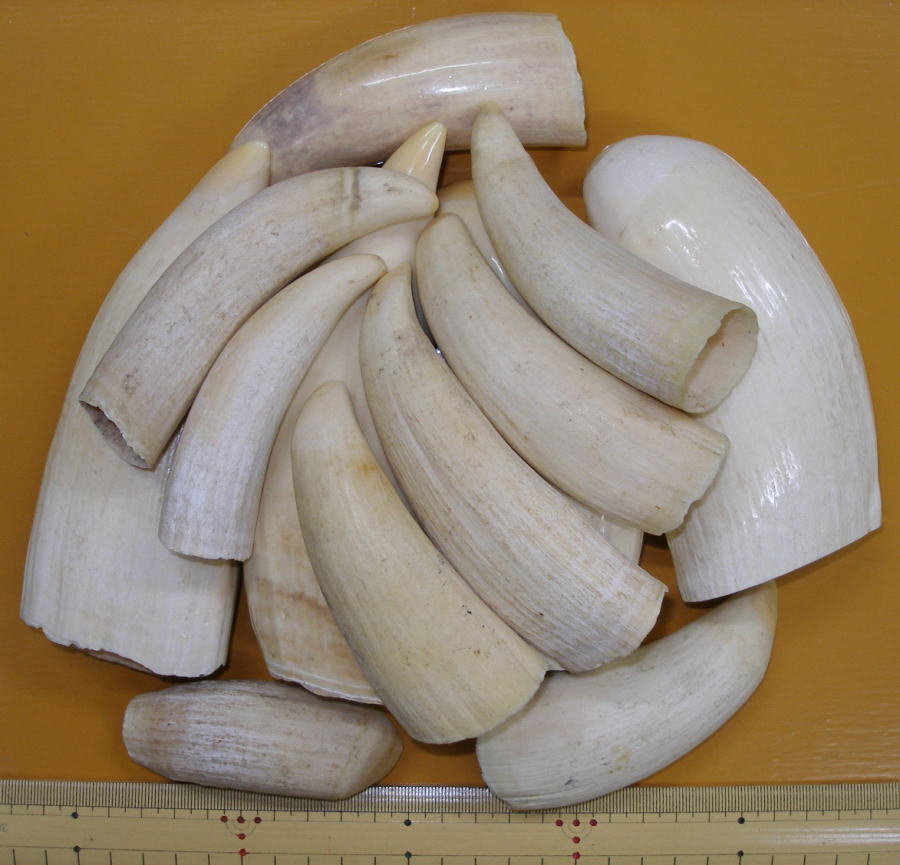 マッコウクジラ マッコウクジラ 牙2点 265g (9) 根付 アクセサリー