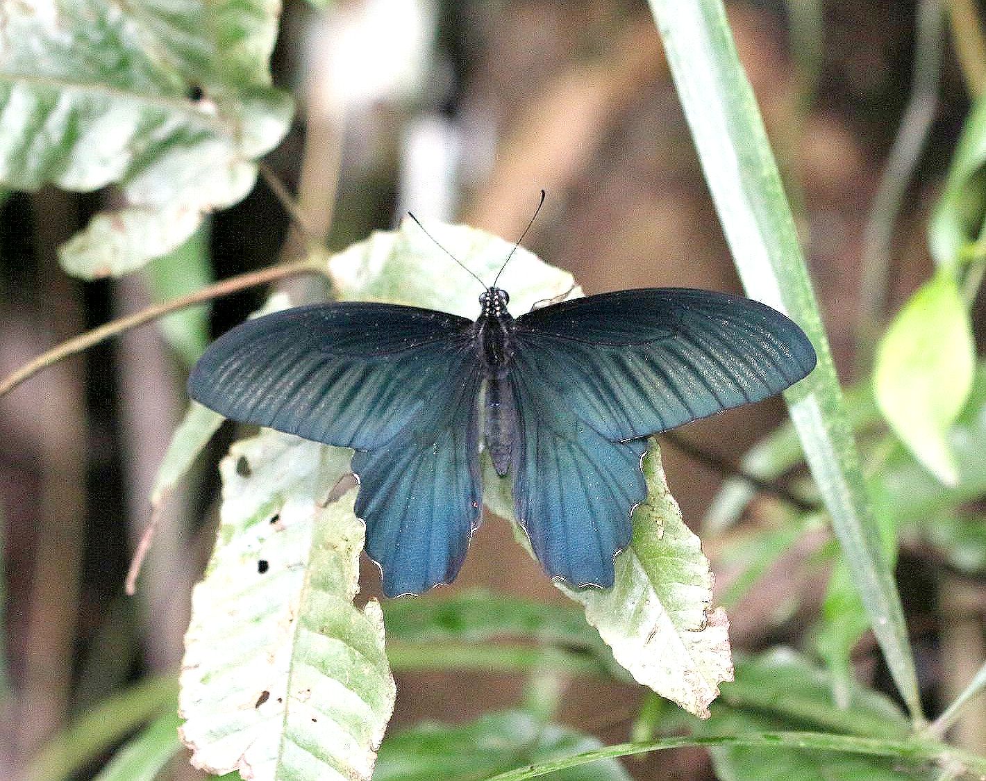 ワタナベアゲハ（1メス・台湾） 【公式通販】