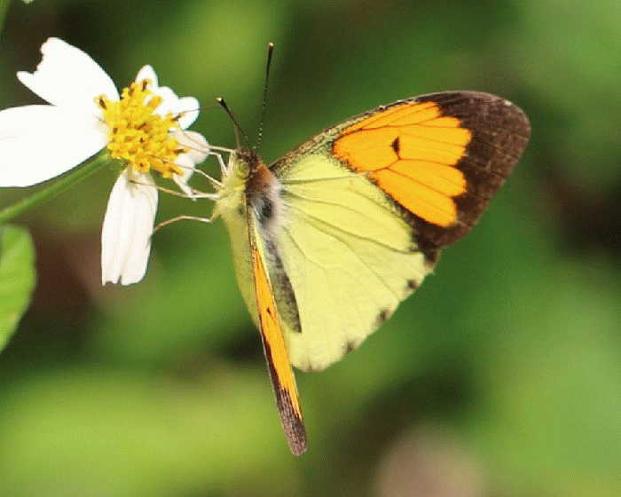 世界に分布する同属の蝶たち（シジミタテハ科）（著作：杉坂美典）
