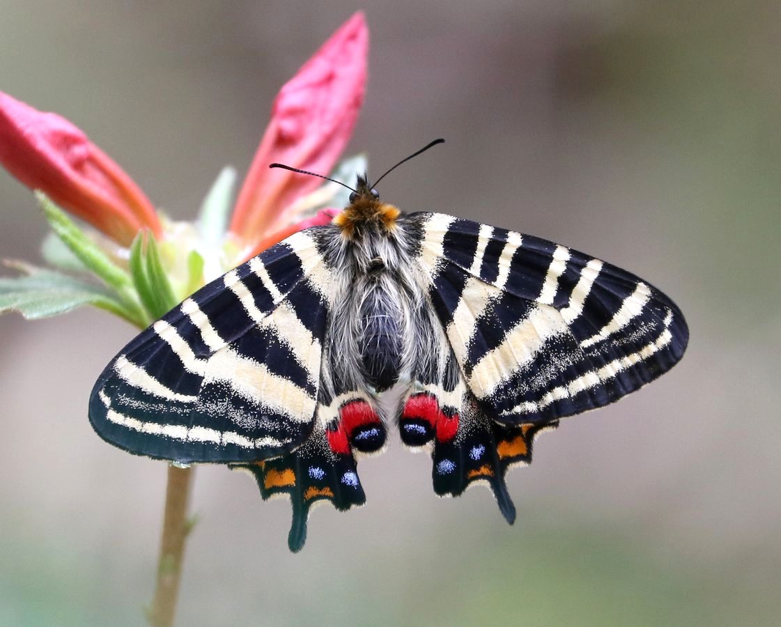 飼育品】シナギフチョウ（1メス、四川省） 【公式通販】