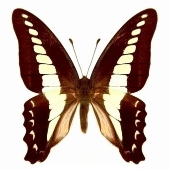 白化型】ナガサキアゲハ（メス、タイ産飼育品） 白化型