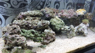 特注 底面ろ過 底面濾過フィルター 海水魚 飼育 水槽別売 60cm水槽専用