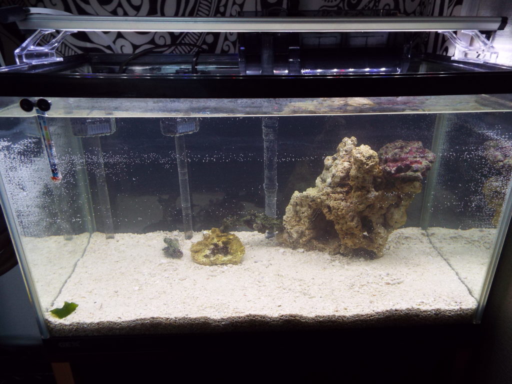 ヘンな底面濾過で海水水槽を楽しもう！戯れ水槽工作 – 水槽抱えて三輪車
