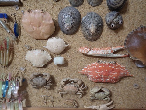 極小クダヒゲガニ 標本 カニ 乾燥標本 甲殻類Amazon.co.jp: 昆虫標本