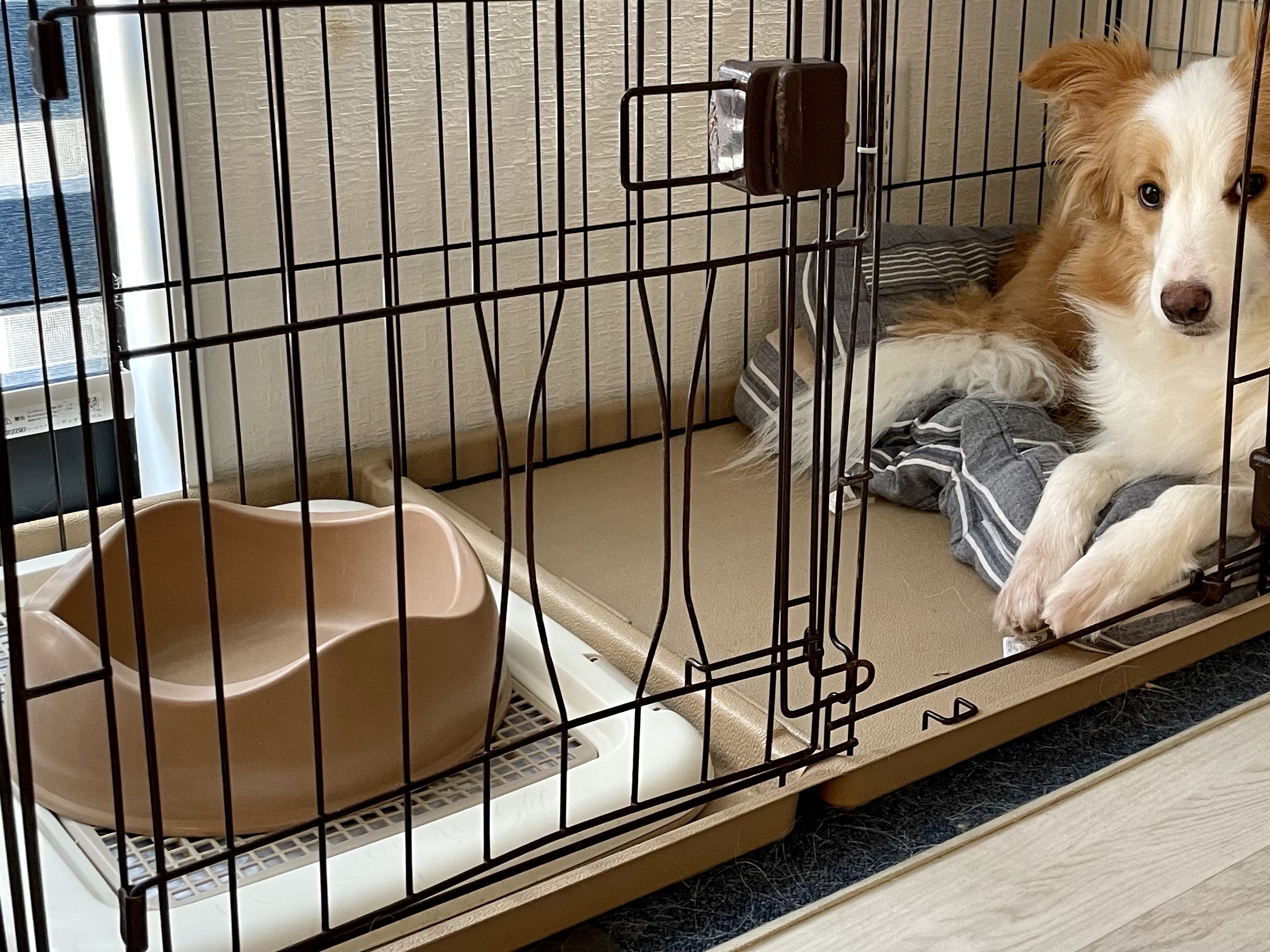 トムキャット トムクレイト6000 【公式通販】